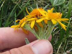 Tephroseris lindstroemii