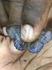 Chloreuptychia chlorimene