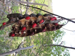 Erythrina flabelliformis