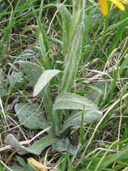 Tephroseris lindstroemii