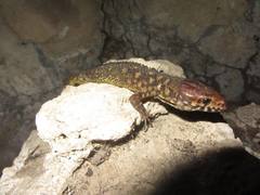 Lepidophyma flavimaculatum