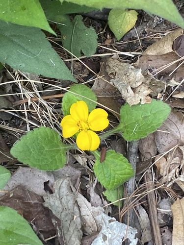 Chrysogonum virginianum
