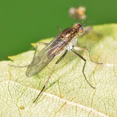 Hydrophorinae