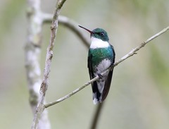 White-Throated Hummingbird photo 4