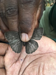 Pseudodebis marpessa