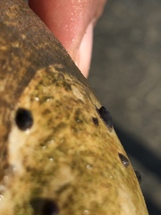 Crepidula convexa