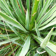 Yucca arkansana