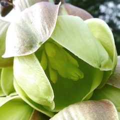 Yucca arkansana