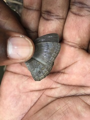 Pseudodebis marpessa