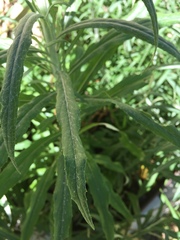 Senecio stoechadiformis