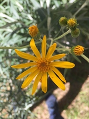 Senecio stoechadiformis