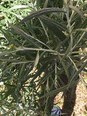 Senecio stoechadiformis