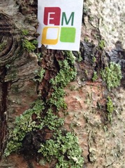 Parmeliopsis ambigua