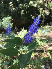 Salvia purepecha