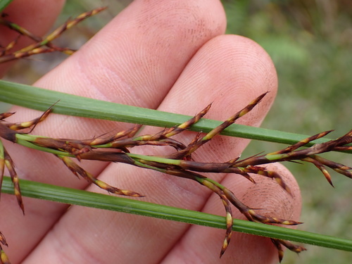 Gahnia vitiensis