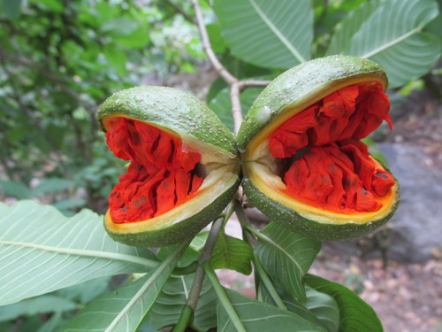 Tabernaemontana donnell-smithii Rose ex J.D.Sm.