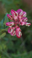 Grevillea baueri, photograph (c) Petra Holland, some rights reserved (CC BY)