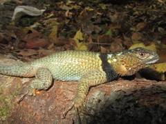 Sceloporus serrifer