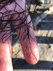 Gracilaria