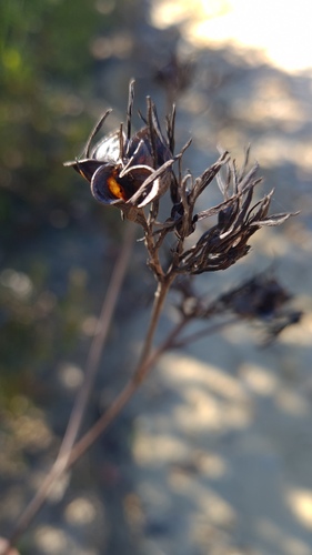 Haemodorum corymbosum (Haemodorum corymbosum)