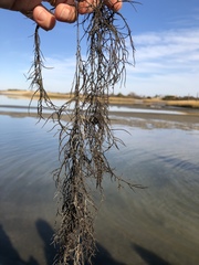 Gracilaria
