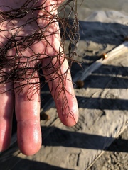 Gracilaria