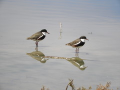 Erythrogonys cinctus