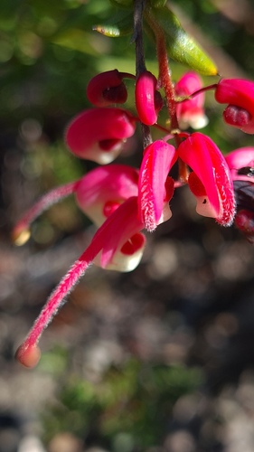 Grevillea baueri, photograph 4