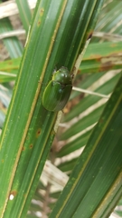 Stethaspis suturalis