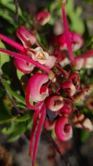Grevillea baueri, photograph (c) Petra Holland, some rights reserved (CC BY)