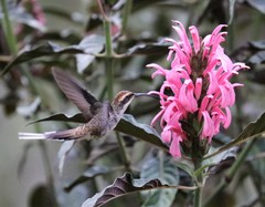 Phaethornis eurynome