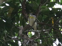 Pachyramphus viridis