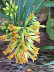Cestrum thyrsoideum
