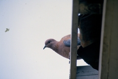 Streptopelia senegalensis