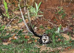 Macropsalis forcipata