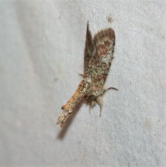 Neostictoptera nigropuncta