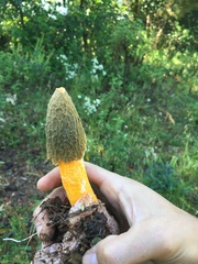 Phallus aurantiacus