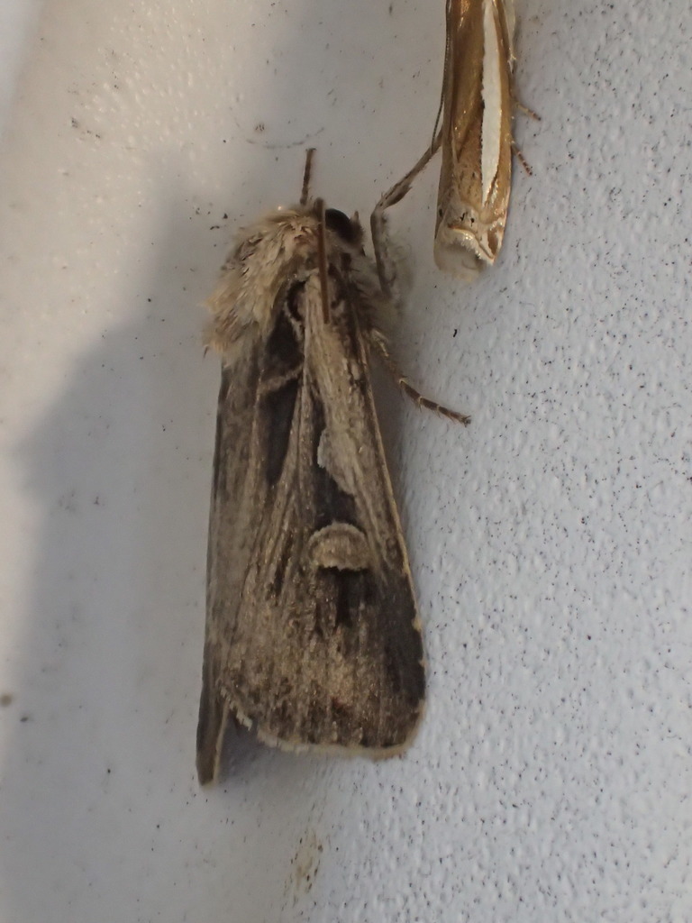 Agrotina