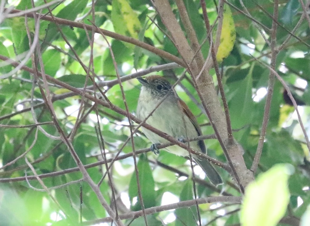 Rufous-Backed Antvireo