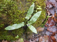 Asplenium scolopendrium americanum