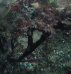 Chondrus crispus
