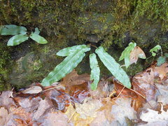 Asplenium scolopendrium americanum