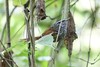 Rufous-tailed Antbird - Photo (c) Rob Van Epps, some rights reserved (CC BY-NC), uploaded by Rob Van Epps