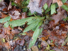 Asplenium scolopendrium americanum