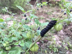 Danaus gilippus