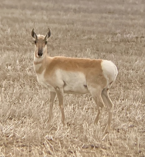 Pronghorn photographed in Montana