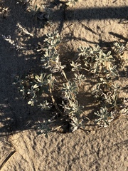 Artemisia stelleriana