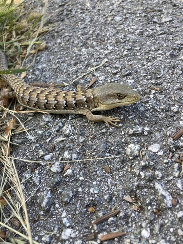 iNaturalist observation photo of Southern Alligator Lizard