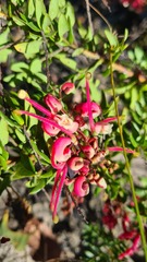 Grevillea baueri, photograph (c) Petra Holland, some rights reserved (CC BY)
