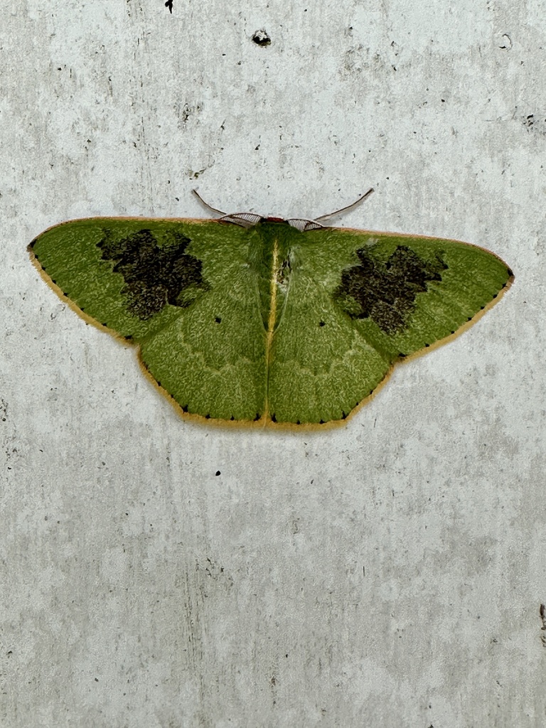 Prasinocyma perpolluta